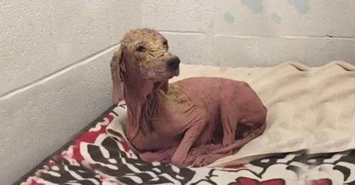 Remarkable Transformation of a Hairless Dog by a Compassionate Woman
