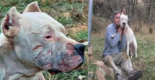 Heroic Dog Confronts Puma to Save Young Girls