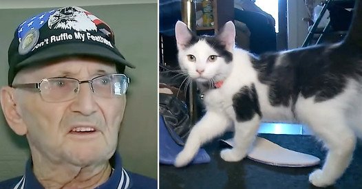 Fluffy, You’re My Only Hope”: Kitten’s Heroic Act Saves Army Veteran’s Life
