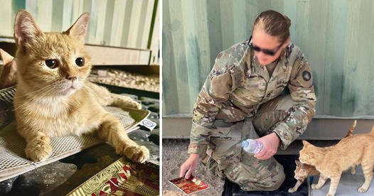 A Compassionate Rescue: How One Mama Kitty Comforted Soldiers and Found a Forever Home