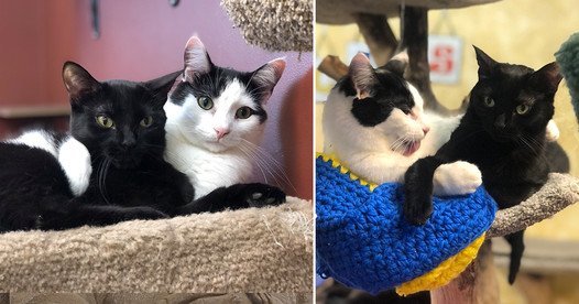 The Charming Love Tale of ‘Bubbles and Bangs’ Rescued by Purrfect Cat Rescue Inc.