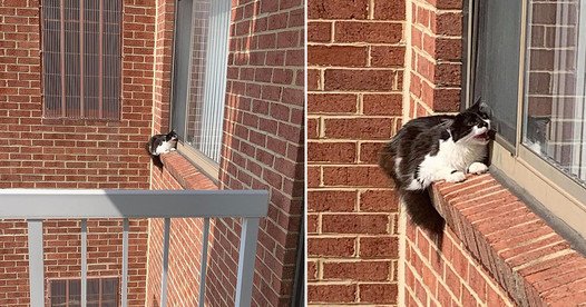 Brave Rescue Effort Saves Cat from Precarious Perch