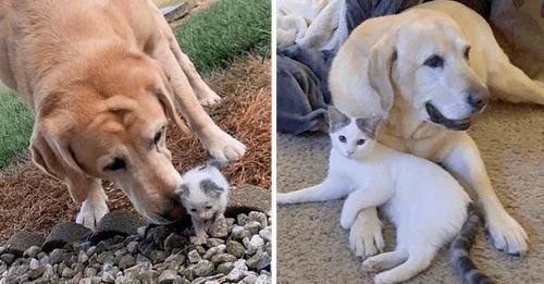 Heartwarming Bond: Senior Labrador Adopts Stray Kitten, Fostering Growth and Companionship