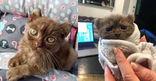 Meet Baby Quill: The Irresistibly Cute Kitten with Teddy Bear Ears and a Brave Heart