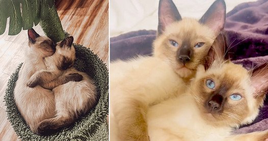 Couple Surprises Adopted Cat with His Brother and Now They are ‘Never Not Touching’