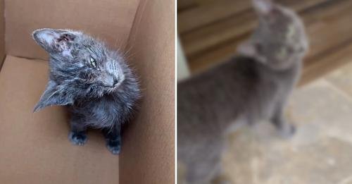 A Resilient Kitten with a Permanent Head Tilt Demonstrates a Remarkable Will to Survive