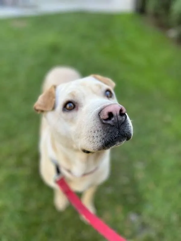 Shara – 6-Year-Old Female Shar-Pei Cross Labrador