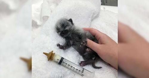 Miraculous Rescue of Janie: The Kitten with a Unique Coat Who Captured Hearts Worldwide