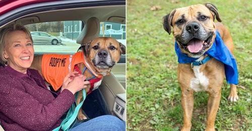 How a Senior Dog Found Happiness Again with a Compassionate Adopter