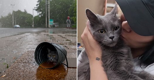Sweet Cat Rescued While Sheltering in a Bucket Amid a Rainstorm