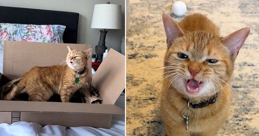 ‘I Go Meow!’: Showcasing the Quirks of an Orange Cat with a Chatty Personality