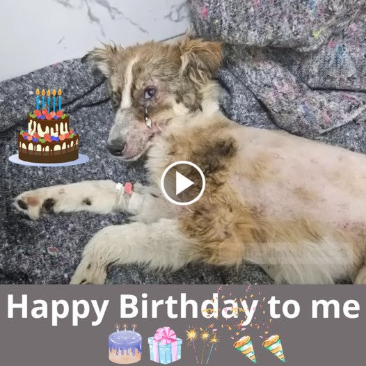 The Forgotten Soul’s Birthday: A Dog’s Ten-Year Quest for Liberation