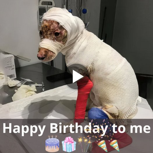 A Birthday Commemoration: The Uplifting Tale of a Dog’s Timely Rescue and Remarkable Recovery