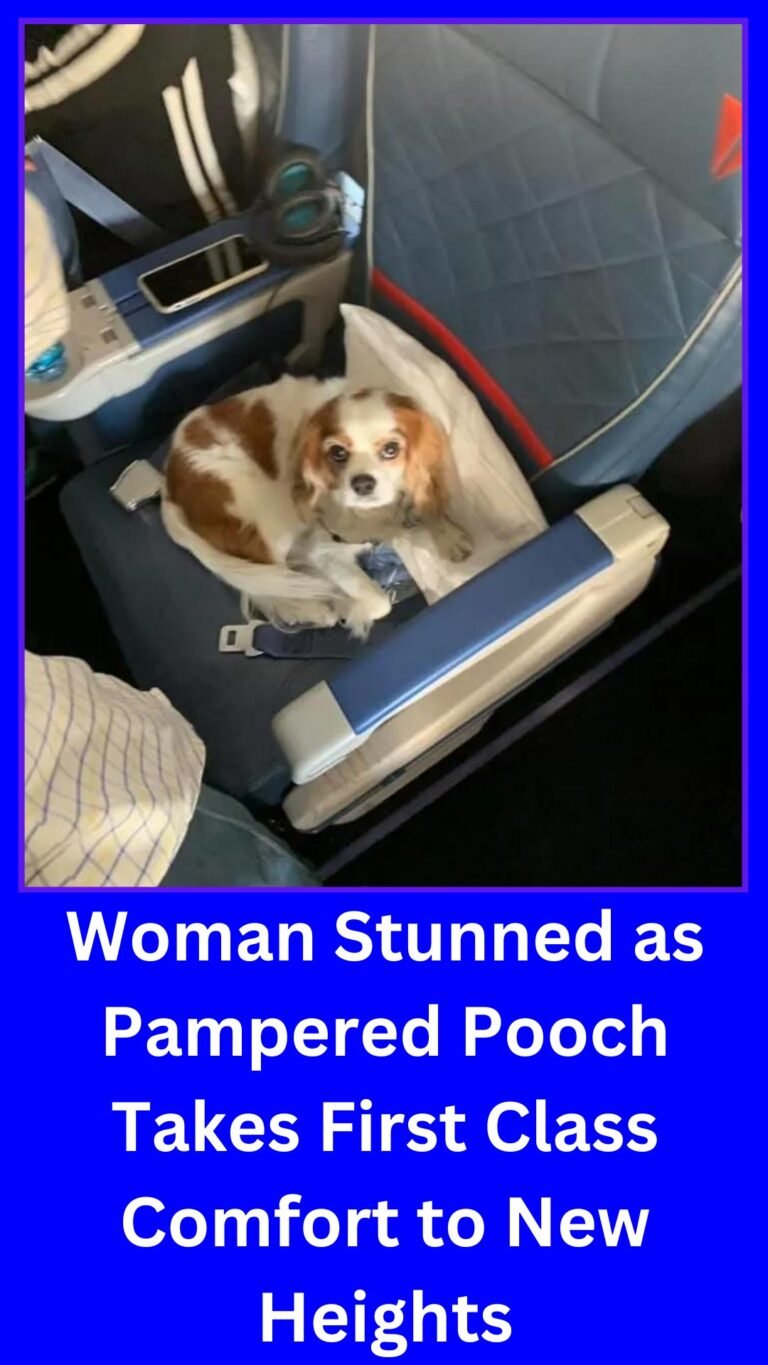 Woman Amazed as Luxurious Canine Enjoys First-Class Flight