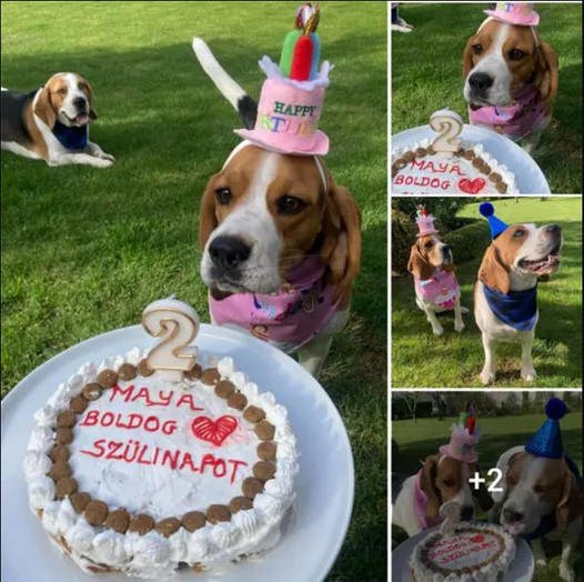 Celebrating Maya’s Birthday: A Loving Tribute to Our Beagle Friend