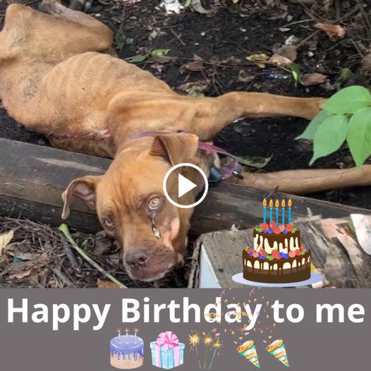 Honoring the Birthday of a Dog Discovered Amidst Water and Debris: Commemorating the Memory of a Lost Soul