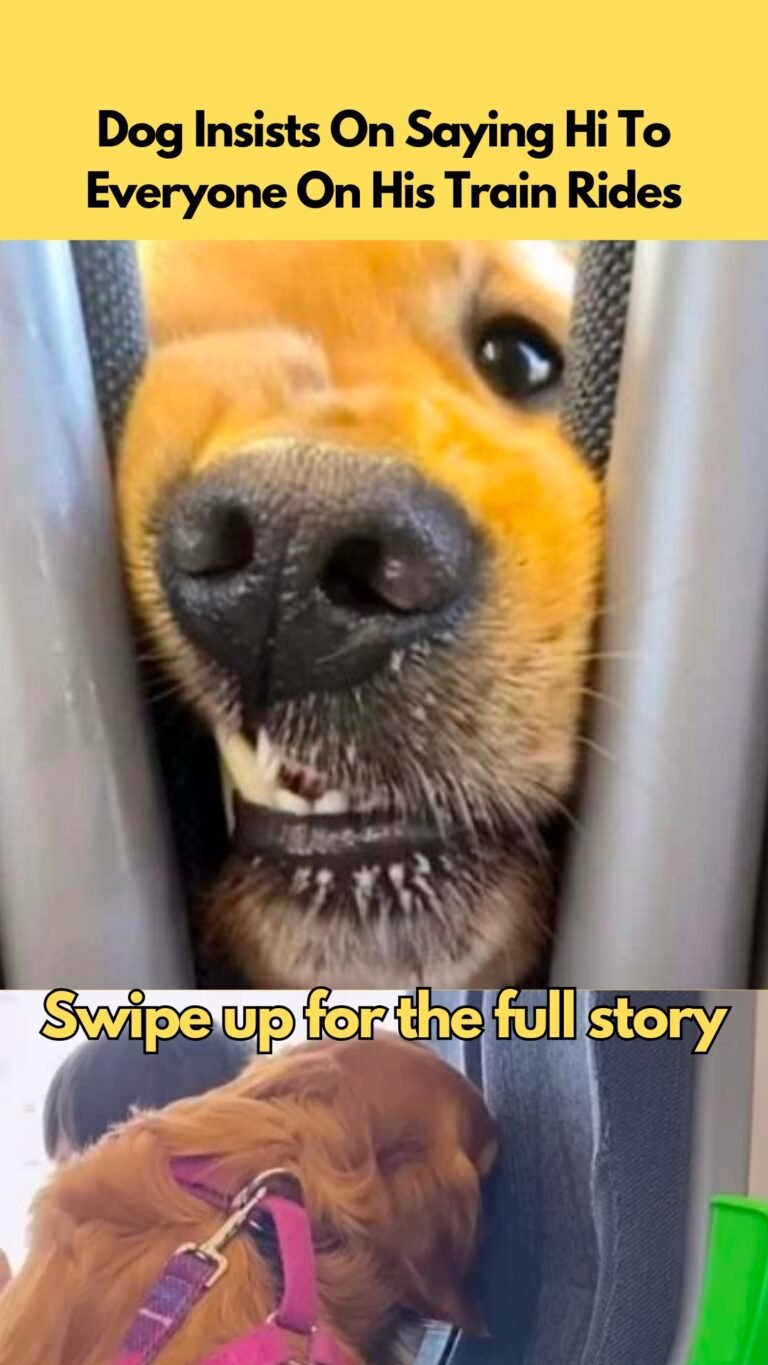 Dog Eagerly Greets Everyone During His Train Journeys