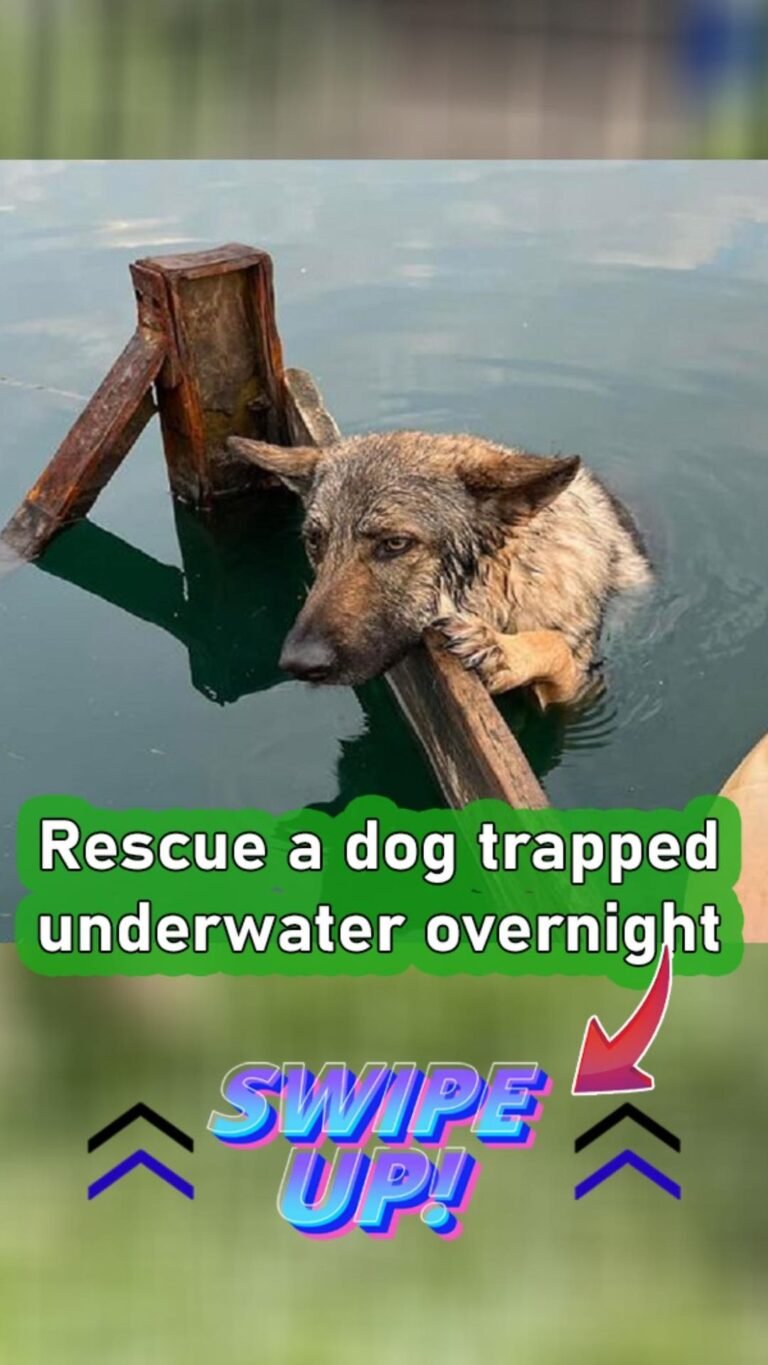 Heroic Rescue of German Shepherd Trapped Overnight in Fairhaven Lake