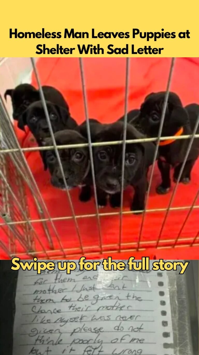 Destitute Individual Entrusts Puppies to Shelter with Heartbreaking Note