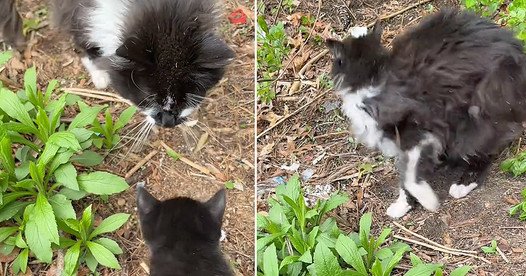Kittens’ Absent Father Makes a Swift Exit When Confronted About Child Support
