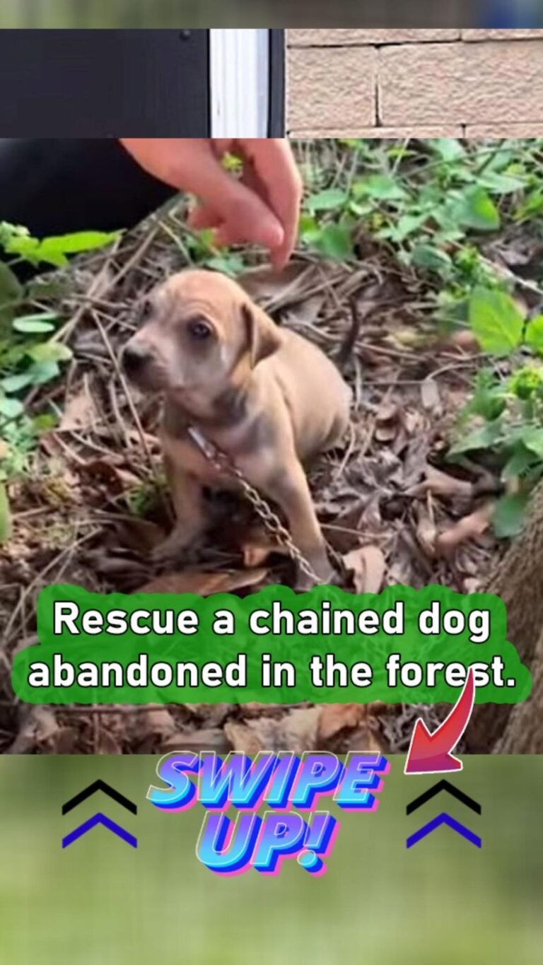 Saving a Chained Dog Abandoned in the Forest