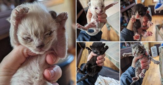 Unveiling the Magic Required to Rescue Countless Kittens from a Dire Hoarding Situation
