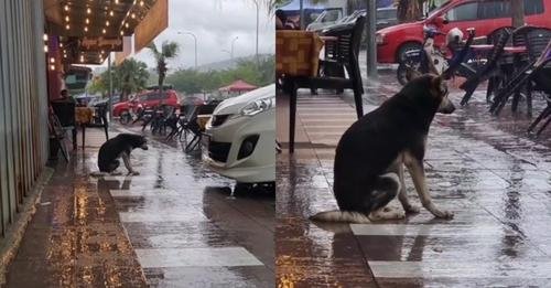 Faithful Dog Bravely Waits in Rain for 8 Months, Emotional Reunion Captured on Camera