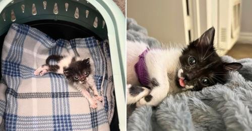 Tiniest Kitten Of The Litter Overcomes Every Challenge Thanks To Her Foster Mom