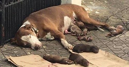 Wearied Mother Dog Found Desperate Beside Her Newborn Puppies