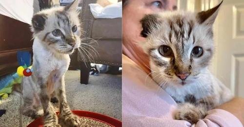 Senior One-Eared Cat Finds Hope and a New Beginning After Losing His Owner