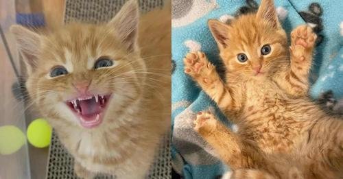 Rescued Kitten Blossoms into a Vibrant Companion After Experiencing Genuine Affection