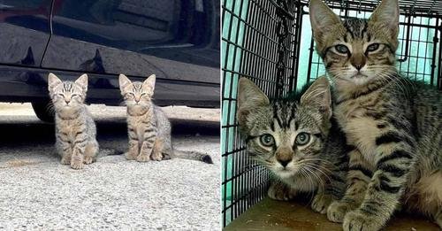 Rescuers Discover Timid Twin Kittens in Philadelphia and Extend a Helping Hand