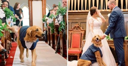 The Faithful Dog: A Tearful Reunion at the Wedding After Three Years Apart