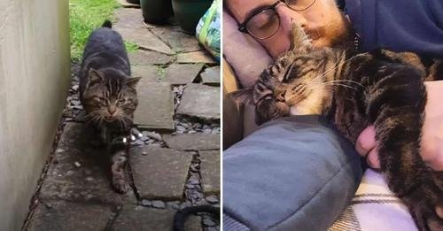 The Endearing Tale of a Stray Cat’s Journey to Becoming a Beloved Family Member