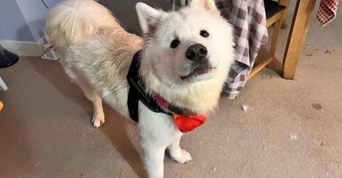 18-Month-Old Male Akita Seeking a Loving Home