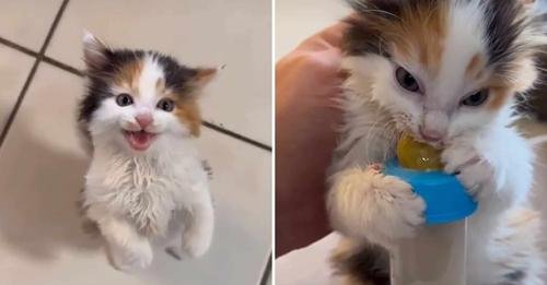 From Sweetness to Savagery: A Calico Kitten’s Hangry Transformation at Mealtime