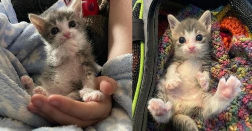 Kitten Who Couldn’t Walk Discovers Feline Ways Through Elder Mentorship