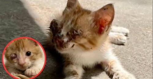 A Couple Discovers a Stray Kitten on Vacation, Transforming Their Lives