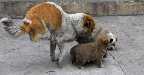 A Courageous Stray Mother Without Hind Legs Nurtures Her Puppies on the Streets