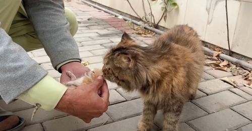 Stray Cat Entrusts Her Ailing Kittens to the Only Man She Trusts