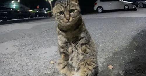 A Heartwarming Turnaround: Stray Cat Without Front Limbs and One Ear Finds Love and a Home