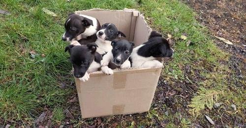 Rescued: Five Precious Puppies Left by a Bustling Roadside