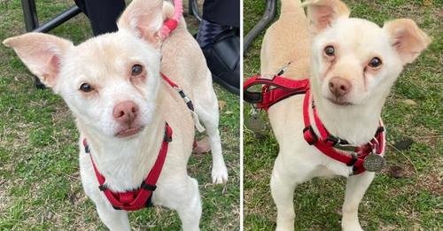 Urgent Adoption Call for Beloved Senior Chihuahua Duo, Ren and Stempy