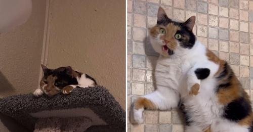 Couple Discovers Their Reserved Shelter Cat is a Veritable Social Butterfly
