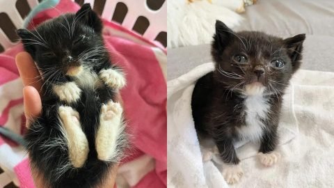 Helpless Tuxedo Kitten Rescued on Los Angeles Sidewalk, In Urgent Need of Care