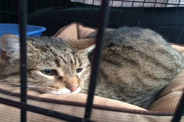 After 13 Years Of Helping Other Cats, This Shelter Kitty Finally Finds Forever Home