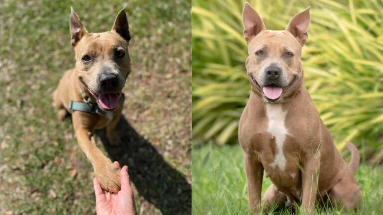 A Beloved Shelter Dog Longs for a Forever Home After Two Years