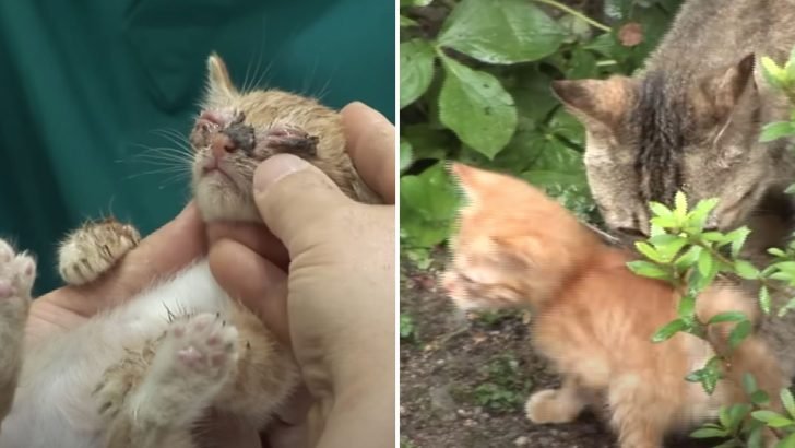 Blind Kitten Secures Permanent Home and Reunites with Mother After Months Apart