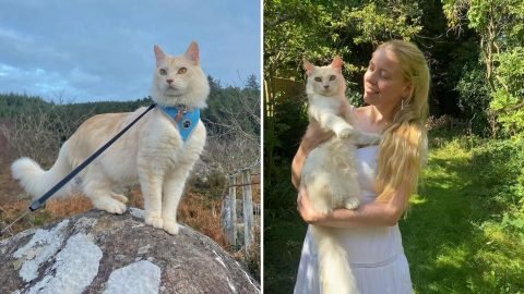 Casper the Trailblazing Cat: Conquering Hikes with His Human Companion