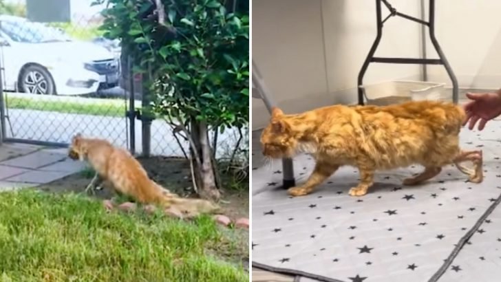 Stray Cat Paralyzed by a Pellet Finds New Hope with Compassionate Rescuer